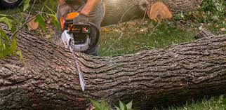 Best Lawn Grading and Leveling  in Pinch, WV