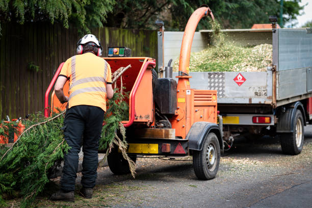 Best Pest Control for Lawns  in Pinch, WV