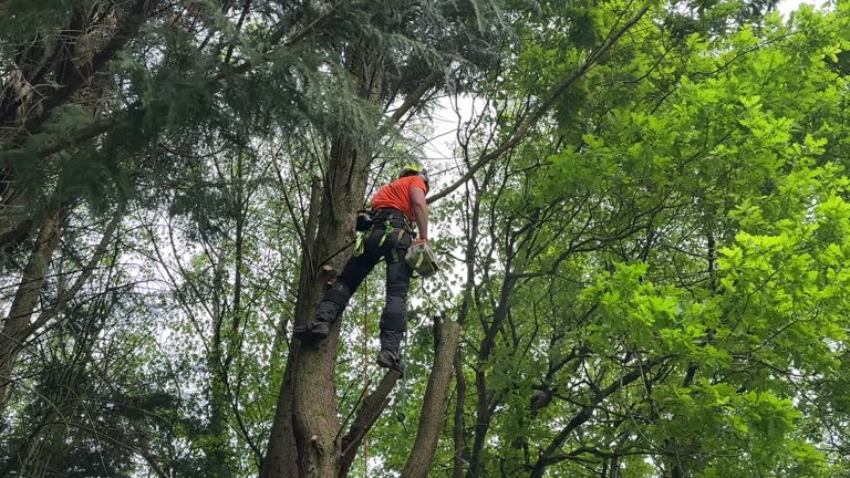 Best Tree Risk Assessment  in Pinch, WV