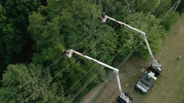 Best Tree Preservation Services  in Pinch, WV
