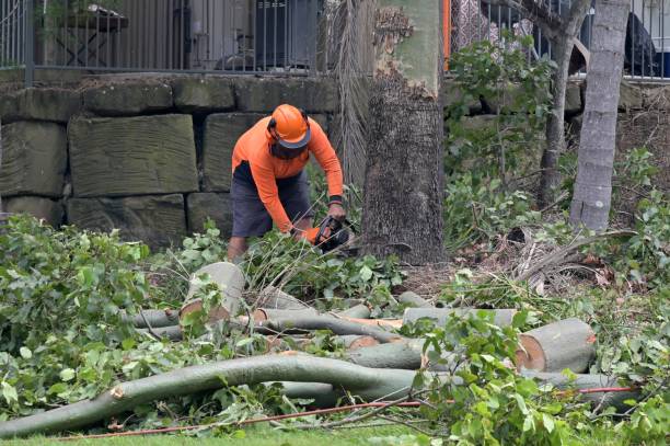 Best Utility Line Clearance  in Pinch, WV